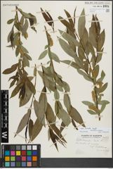 Foto von Salix lucida Muhl.